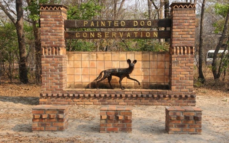 Painted Dog