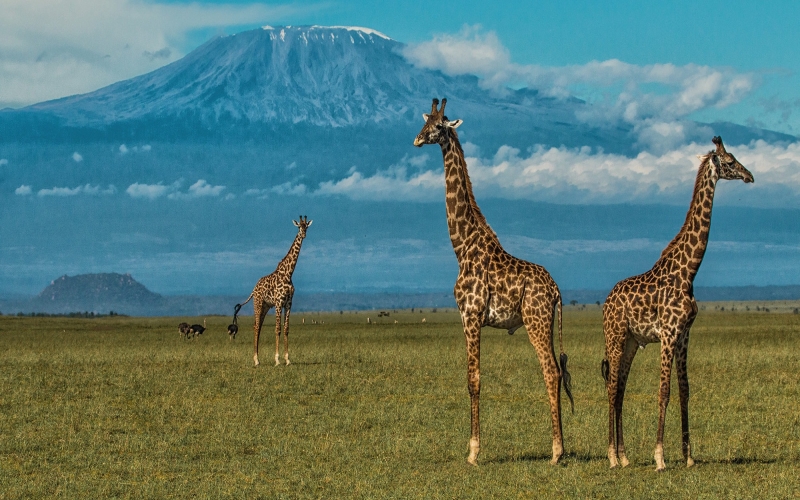 Amboseli National Park photos