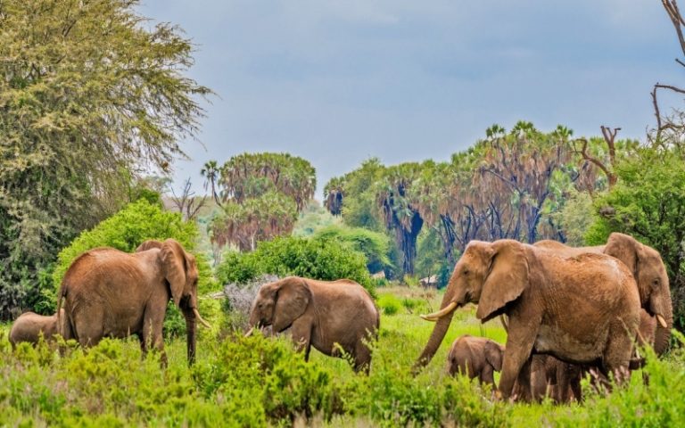 Samburu Bush