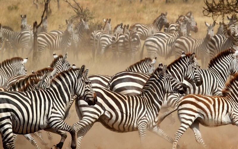 Masai Mara packages