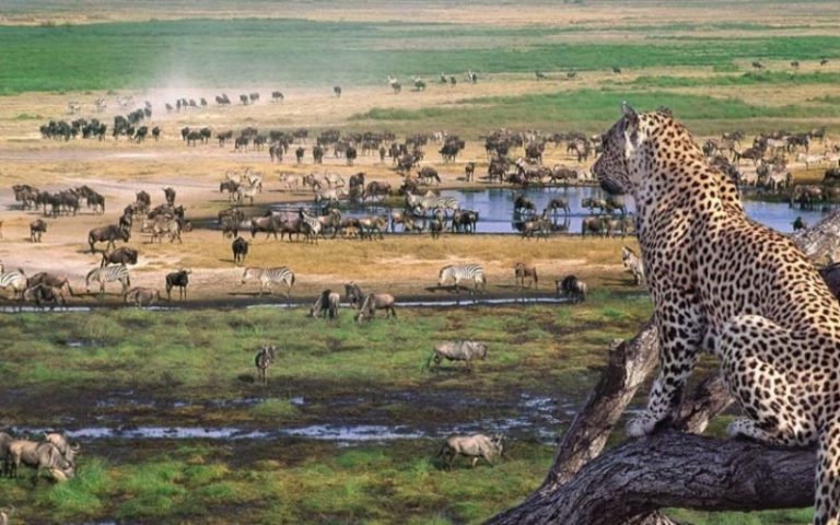 Ngorongoro