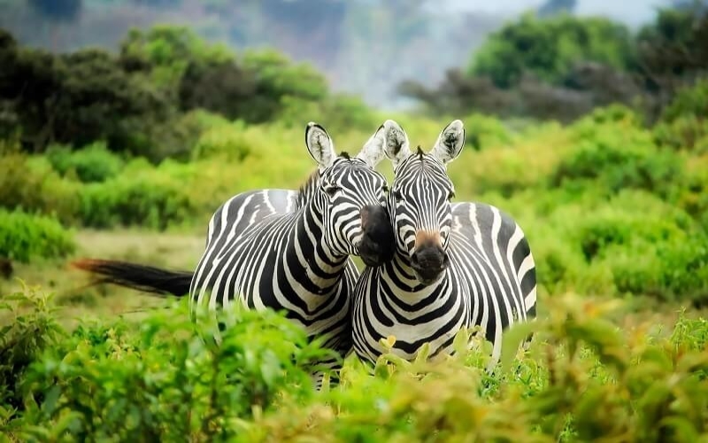 National Park examples